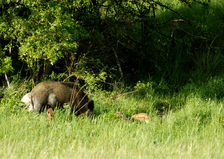 IL CINGHIALE